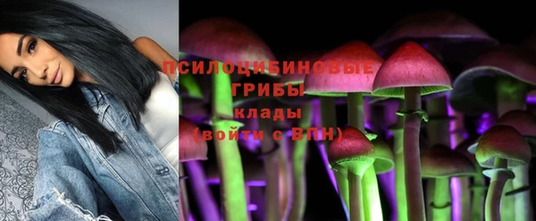 крисы Корсаков